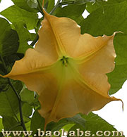 Brugmansia aurea